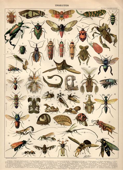 Vintage Insect Prints | SexiezPicz Web Porn