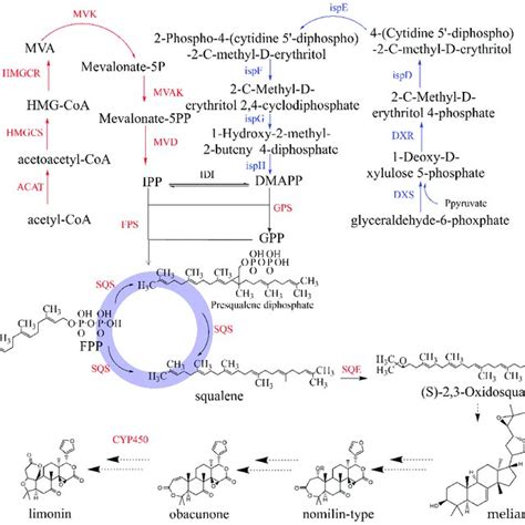 The Putative Biosynthesis Pathway Of Limonin Dxs Download