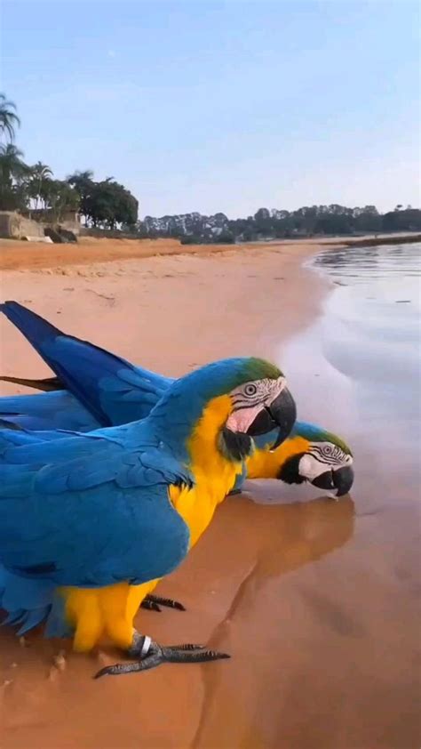 Pin de Camar H em Pins criados por você Fotos da floresta amazônica