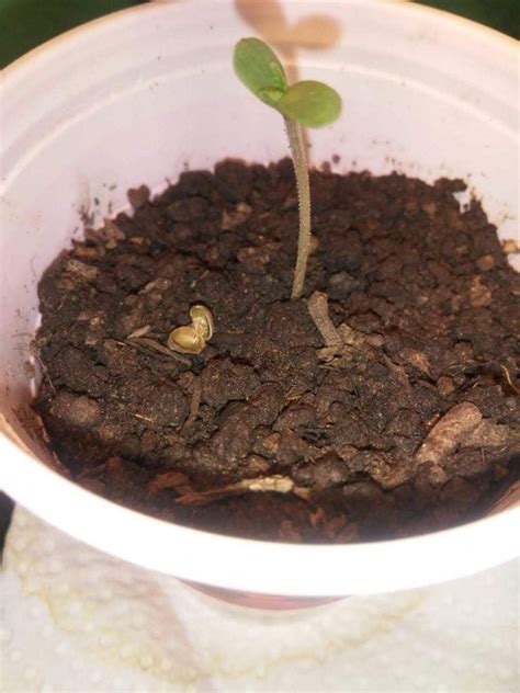 How to germinate Cannabis seeds: a guide for beginners