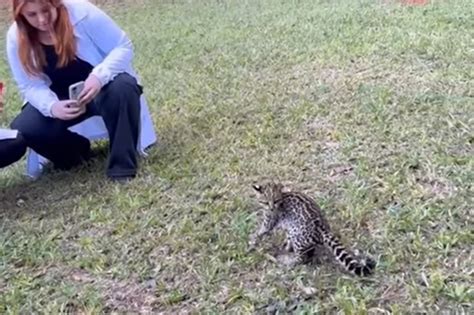 Iat Solta Gato Do Mato Pequeno E Fecha Cativeiro Irregular De Aves