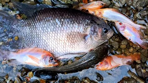 Telolet Mancing Ikan Dikolam Menangkap Lele Ikan Cupang Kura Kura