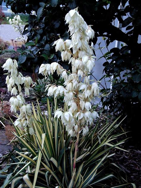 Юкка колор гуард (75 фото) » НА ДАЧЕ ФОТО