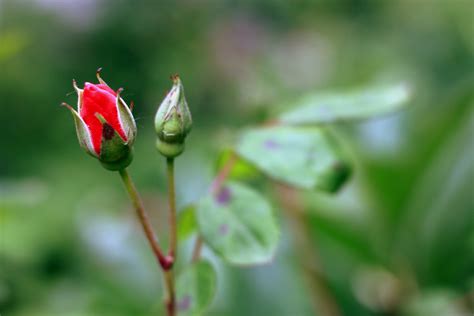 Red Petaled Flower Hd Wallpaper Wallpaper Flare