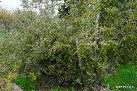 Agonis Flexuosa Willow Myrtle Pepperment Tree אגון גמיש אגון גמיש