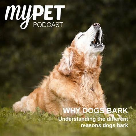 Stream Why Dogs Bark Understanding The Different Reasons Dogs Bark By