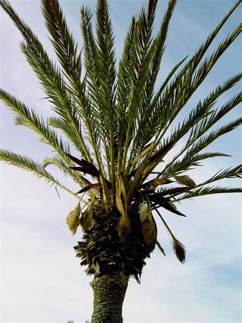 African Plants A Photo Guide Phoenix Dactylifera L