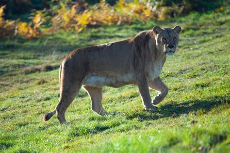 Lioness Woburn Stalk Free Photo On Pixabay Pixabay