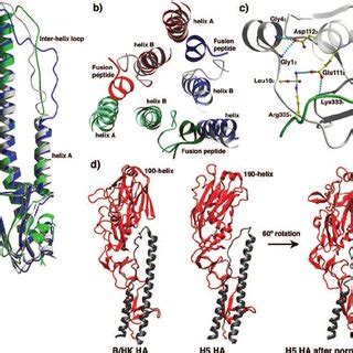 Structure Of B Hk Ha A Structure Of A B Hk Ha Subunit The Elongated