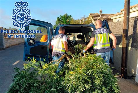 Desmantelada Una Plantaci N Outdoor De Cannabis Sativa En El Puerto