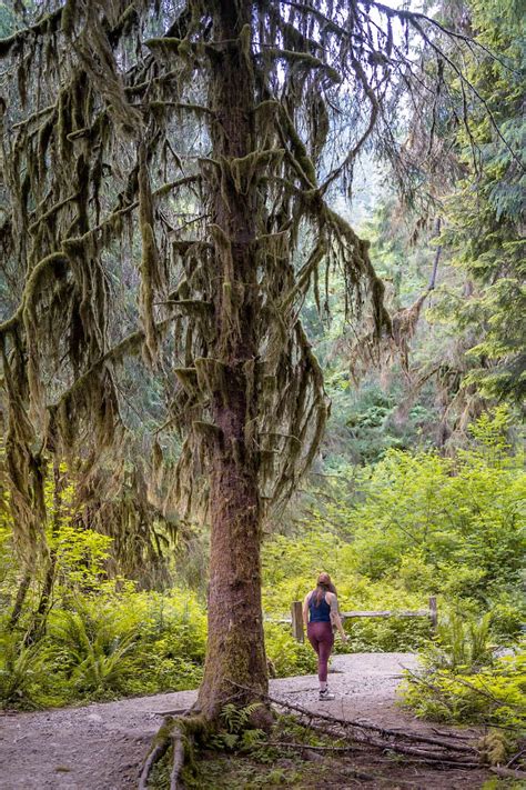 3 Incredible Hoh Rainforest Hikes in Olympic National Park - Uprooted ...