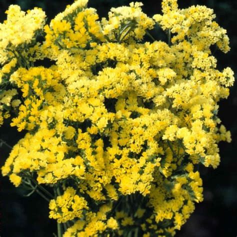 Kermėkas karpytalapis Limonium Sinuatum geltonas sėklos 60 vnt