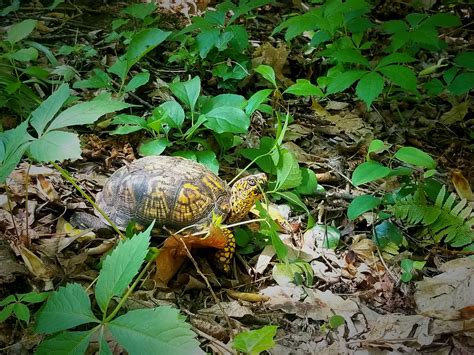 About — Center for Ecosystem Recovery