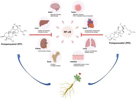 IJMS Free Full Text Ginsenosides From Panax Ginseng As Key