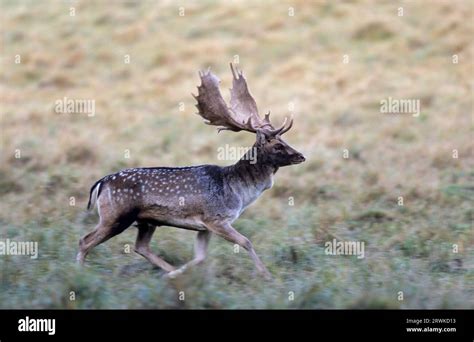 Fallow Deer Cervus Dama Fallow Deer Stag In The Rutting Season