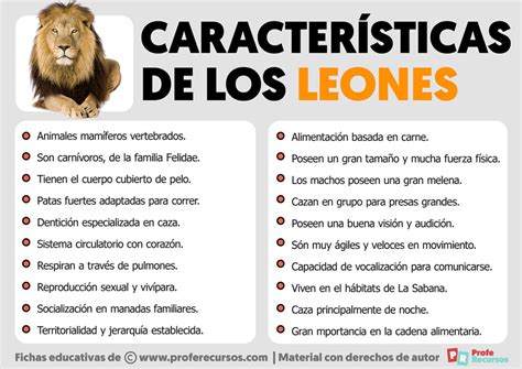 Caracter Sticas De Los Leones