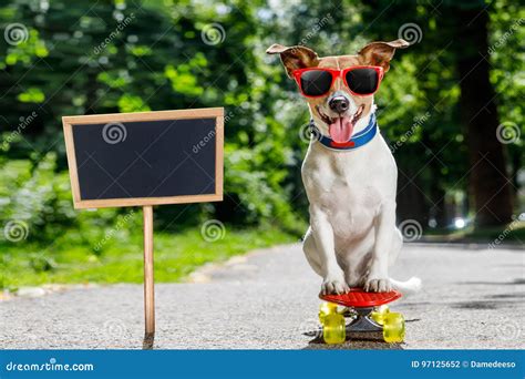 Skater Dog On Skateboard Stock Photo Image Of Dynamic 97125652