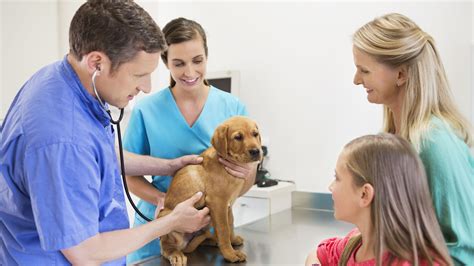 What Causes Spleen Problems In Dogs – Enlarged Spleen In Dogs - The Pet