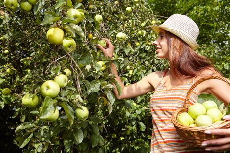 Bartonville, TX Apple Picking Orchards and Apple Farms Guide - TX