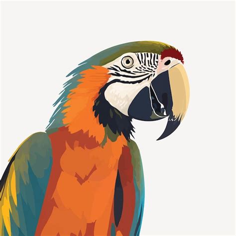 Premium Vector Macaw On A White Background