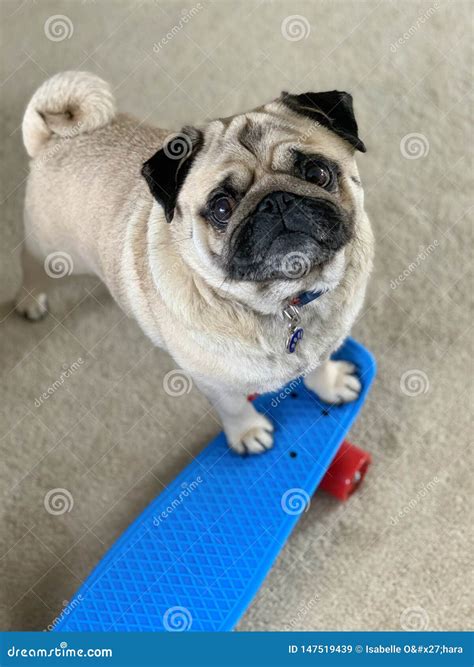 Portrait Of Cute Pug Indoors On Skateboard Stock Image Image Of