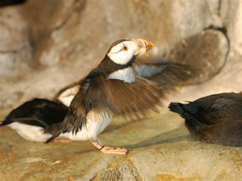 The Online Zoo - Horned Puffin