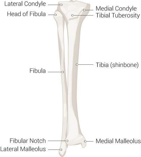 Fibular Notch