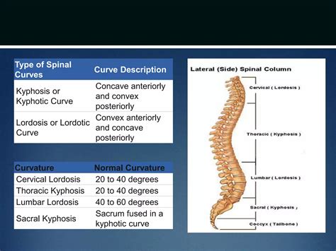 clinical spine anatomy pptx