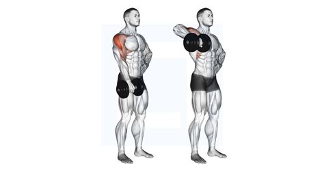 Dumbbell Standing Overhead Press Guide Benefits And Form