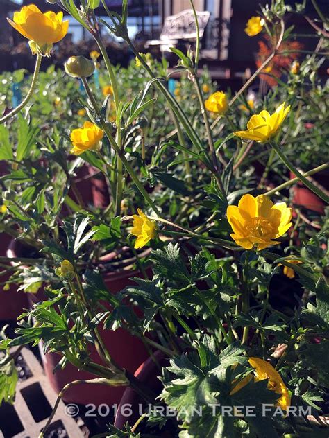 Ranunculus californicus | Urban Tree Farm Nursery