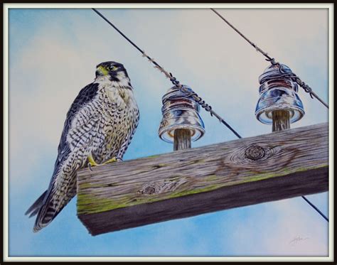 Peregrine Falcon Painting - Greg's Bird Art Site