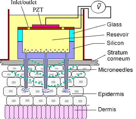 Schematic Cross Sectional View Depicting The Structure Of The Sema