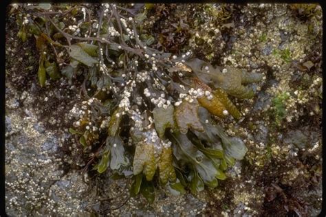 Rockweed Brown Algae