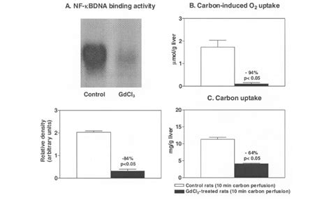 NF κB DNA binding activity A carbon induced O 2 uptake B and