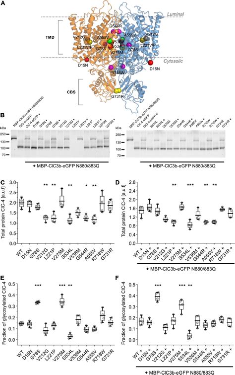 Frontiers Functional Characterization Of CLCN4 Variants Associated