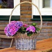 Gratis Foto Hortensia Balkon Mand Bloem Gratis Afbeelding Op