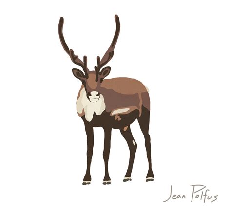 Caribou Art Print Bold Caribou Illustration Caribou Drawing - Etsy