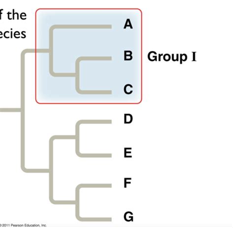 Phylogenetic Systematics Flashcards Quizlet