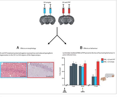 Figure 2 From Edinburgh Research Explorer Therapy For Prion Diseases