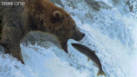 Hd Grizzly Bears Catching Salmon Natures Great Events The Great