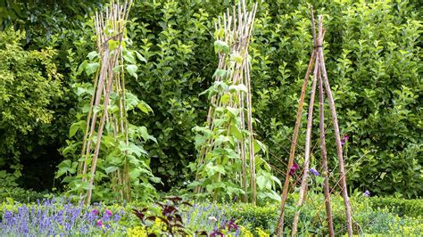 How To Grow Runner Beans From Seed And In Pots Homes Gardens