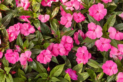 New Guinea Impatiens Plant Care Growing Guide