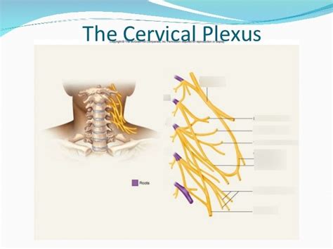 Cervical Plexus Diagram | Quizlet