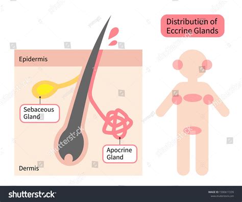 distribution of apocrine sweat glands in human body icon and skin ...