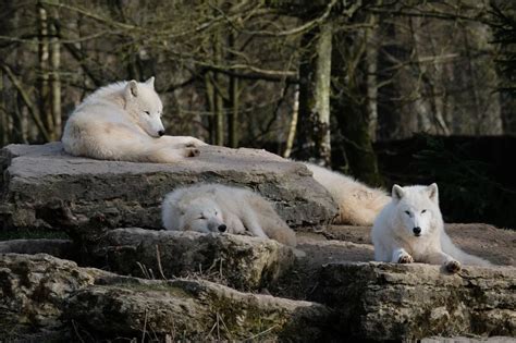 Facts About Arctic Wolves Habitat Hot Sale | blog.websoft9.com