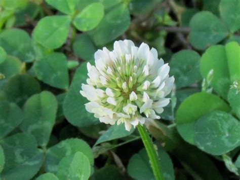 clover flower by DramaQueenB on DeviantArt