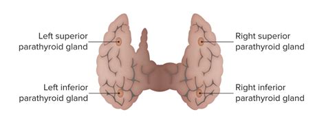 Parathyroid Glands Anatomy Concise Medical Knowledge