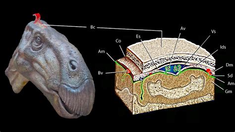 A dinosaur's brain, preserved in a pebble | Science | AAAS