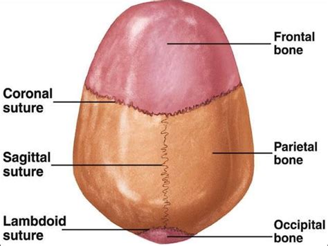 28 best Anatomy & Physiology Extra Practice images on Pinterest ...