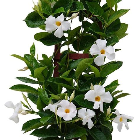 Mandevilla Complete Planting Growing And Care Guide 58 OFF